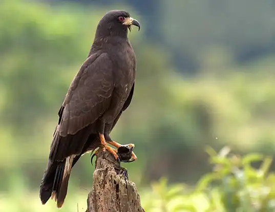 Picture of a snail kite (Rostrhamus sociabilis)