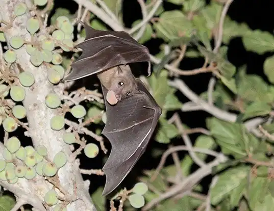 Picture of a egyptian fruit bat (Rousettus aegyptiacus)