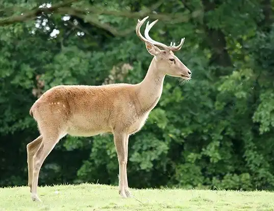 Picture of a eld's deer (Rucervus eldii)