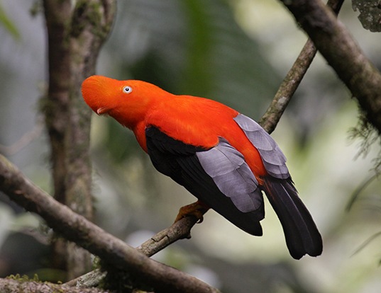 Picture of a guianan cock-of-the-rock (Rupicola rupicola)