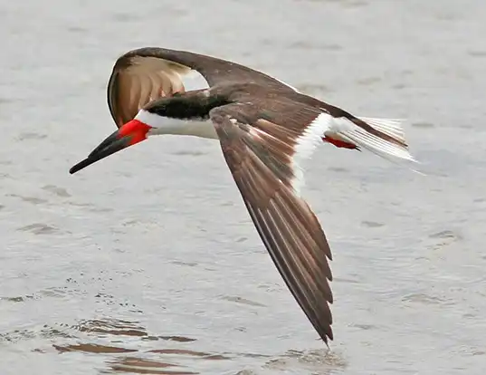 Picture of a black skimmer (Rynchops niger)