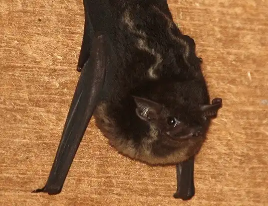 Picture of a greater sac-winged bat (Saccopteryx bilineata)