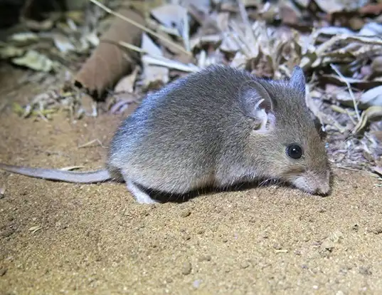 Picture of a south african pouched mouse (Saccostomus campestris)