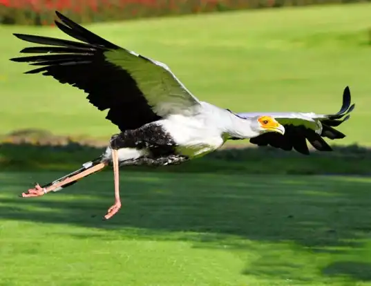 Picture of a secretarybird (Sagittarius serpentarius)