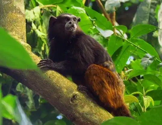 Picture of a saddleback tamarin (Saguinus fuscicollis)