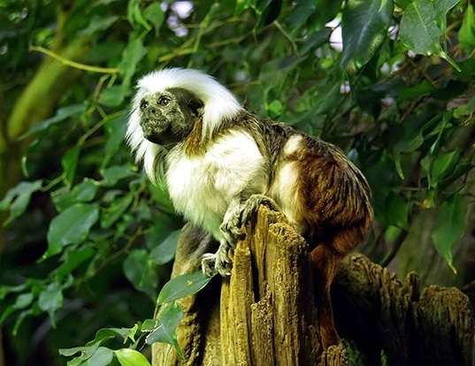 Picture of a geoffroy's tamarin (Saguinus geoffroyi)