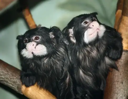 Picture of a moustached tamarin (Saguinus mystax)
