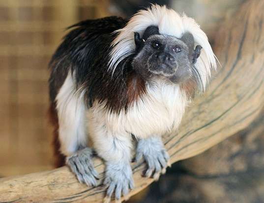 Picture of a cotton-headed tamarin (Saguinus oedipus)