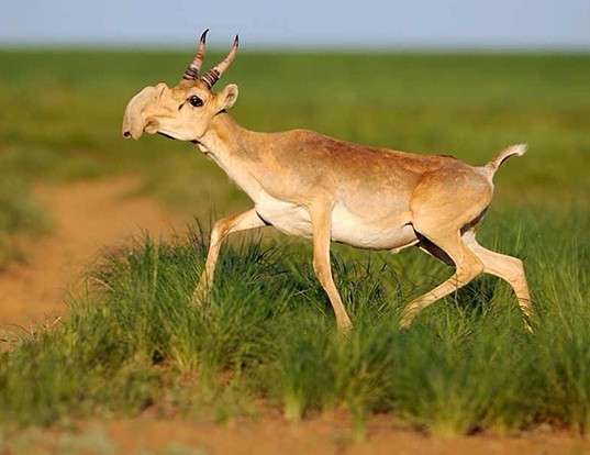 Picture of a mongolian saiga (Saiga tatarica)