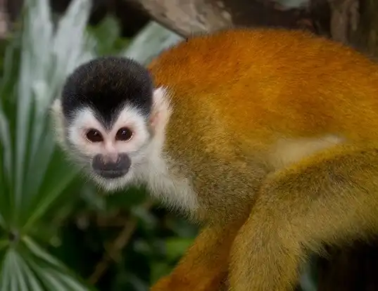 Picture of a bolivian/peruvian squirrel monkey (Saimiri boliviensis)