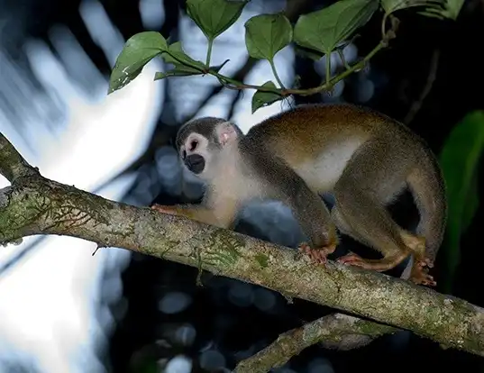 Picture of a south american squirrel monkey (Saimiri sciureus)