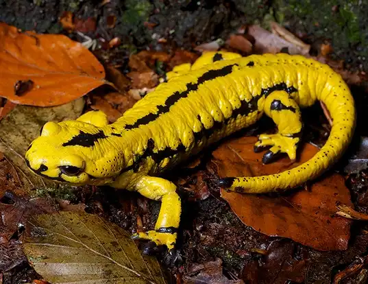 Picture of a dutch fire salamander (Salamandra salamandra terrestris)