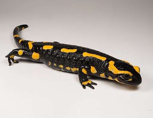 Picture of a european fire salamander (Salamandra salamandra)