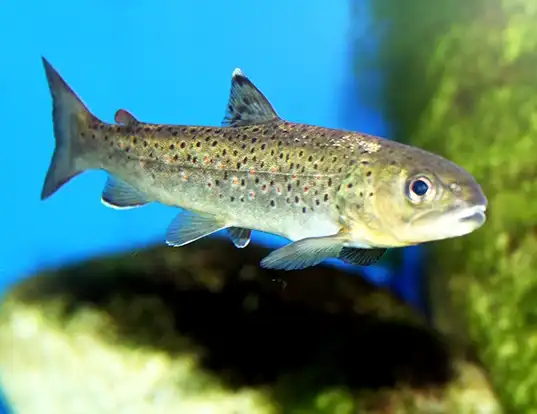 Picture of a brown trout (Salmo trutta)