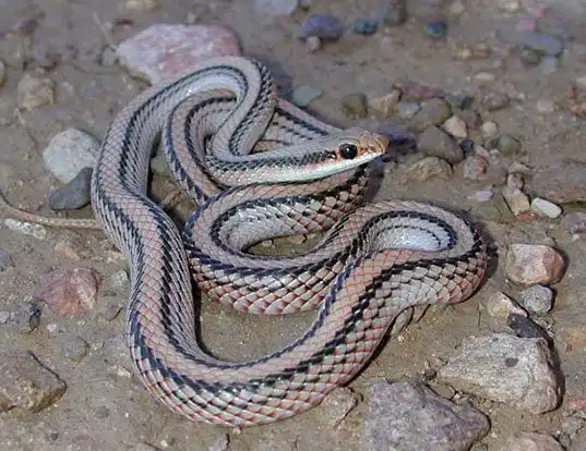 Picture of a western patch-nosed snake (Salvadora hexalepis)