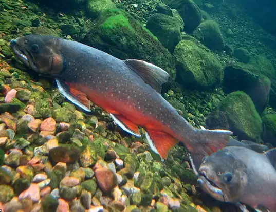 Picture of a arctic char (Salvelinus alpinus)