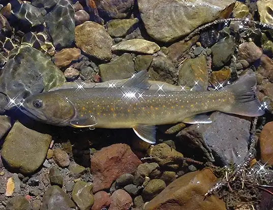 Picture of a bull trout (Salvelinus confluentus)