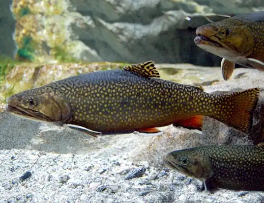 Picture of a brook trout (Salvelinus fontinalis)