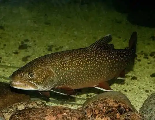 Picture of a lake trout (Salvelinus namaycush)