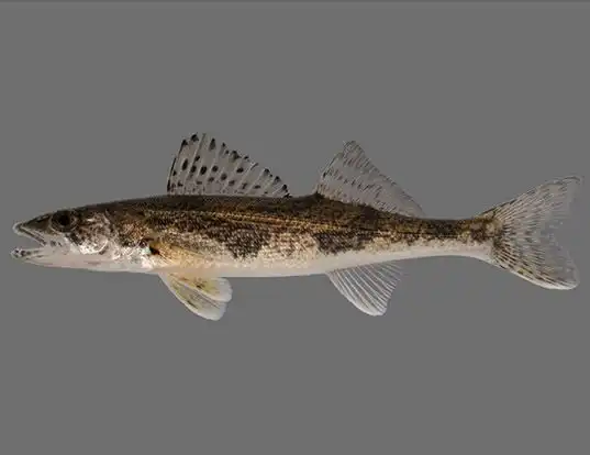 Picture of a sauger (Sander canadensis)