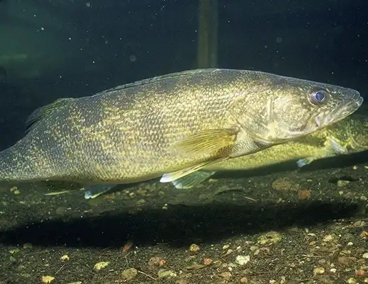 Picture of a walleye (Sander vitreus)