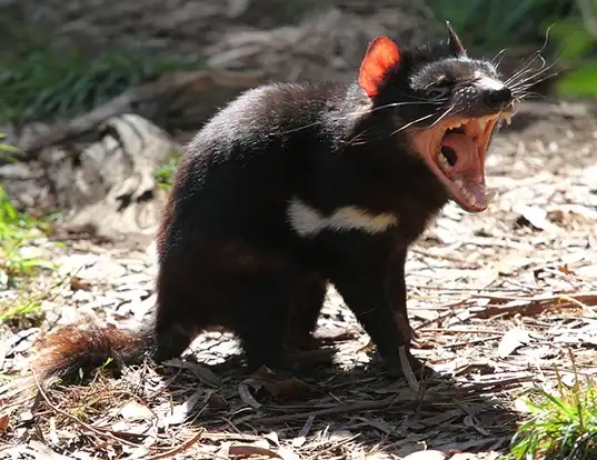 Picture of a tasmanian devilfrench-diable de tasmanie (Sarcophilus harrisii)