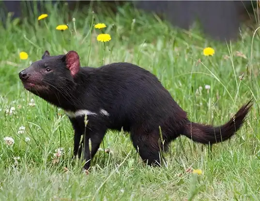 Picture of a tasmanian devil (Sarcophilus laniarius)