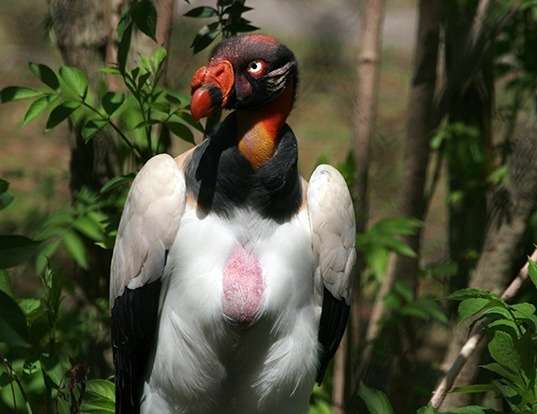 Picture of a king vulture (Sarcoramphus papa)