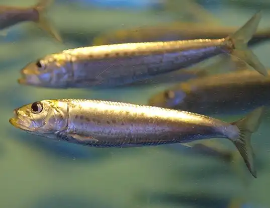 Picture of a pacific sardine (Sardinops sagax)