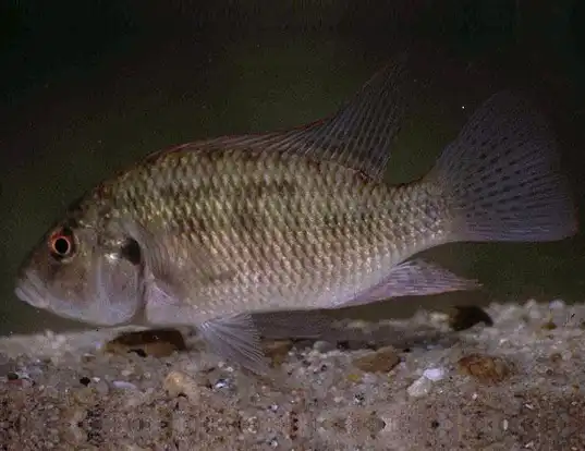 Picture of a green bream (Sargochromis codringtonii)