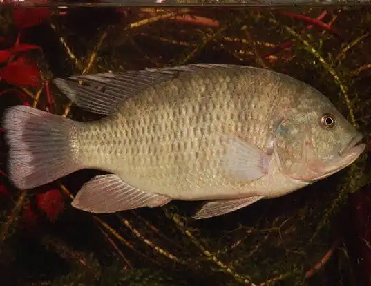 Picture of a pink bream (Sargochromis giardi)