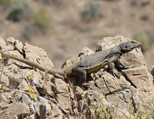 Picture of a chuckwalla (Sauromalus ater)