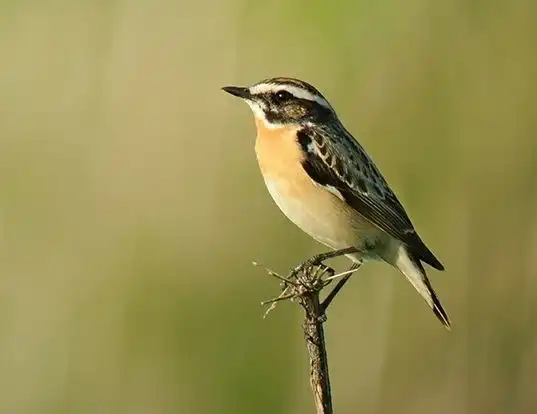 Picture of a whinchat (Saxicola rubetra)