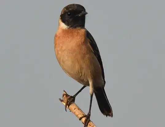 Picture of a stonechat and stonechat (Saxicola torquatus)