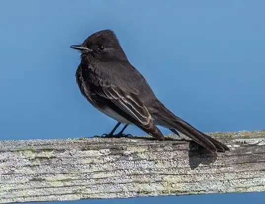 Picture of a black phoebe (Sayornis nigricans)