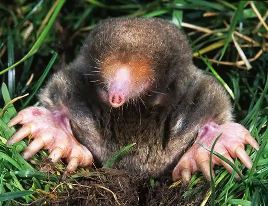 Picture of a eastern mole (Scalopus aquaticus)