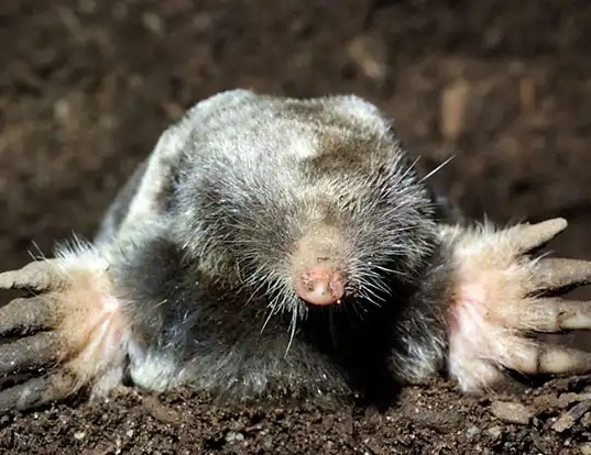 Picture of a broad-footed mole (Scapanus latimanus)