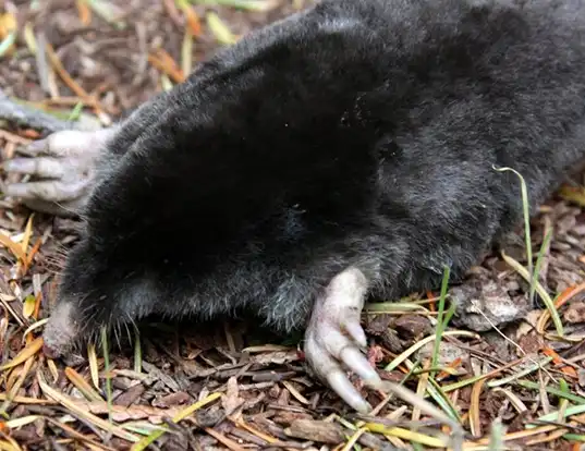 Picture of a townsend's mole (Scapanus townsendii)