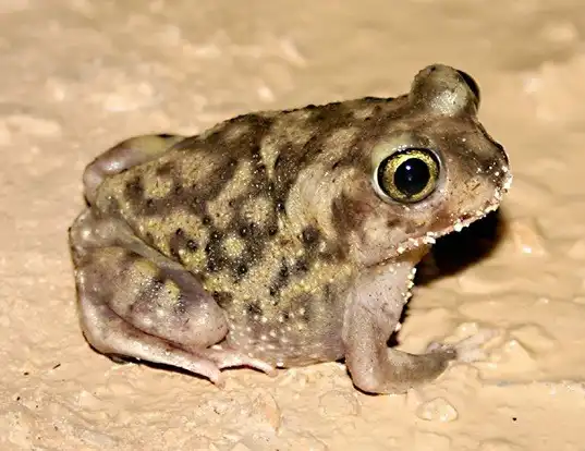 Picture of a couch's spadefoot (Scaphiopus couchii)