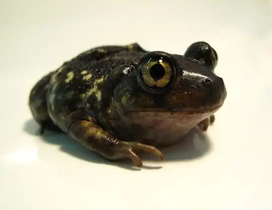 Picture of a eastern spadefoot toad (Scaphiopus holbrookii)