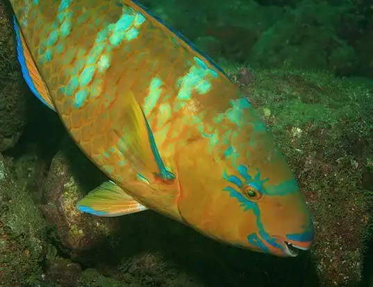 Picture of a blue-barred parrotfish (Scarus ghobban)