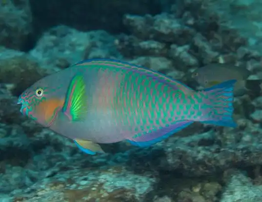 Picture of a rivulated parrotfish (Scarus rivulatus)