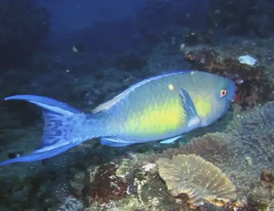 Picture of a ember parrotfish (Scarus rubroviolaceus)