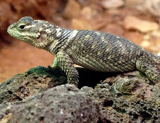 Picture of a crevice spiny lizard (Sceloporus poinsettii)