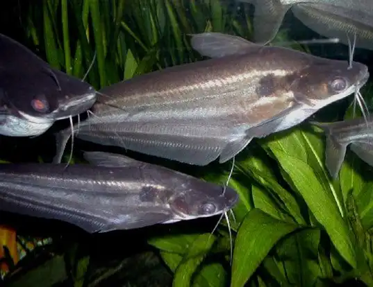 Picture of a african butter catfish (Schilbe mystus)