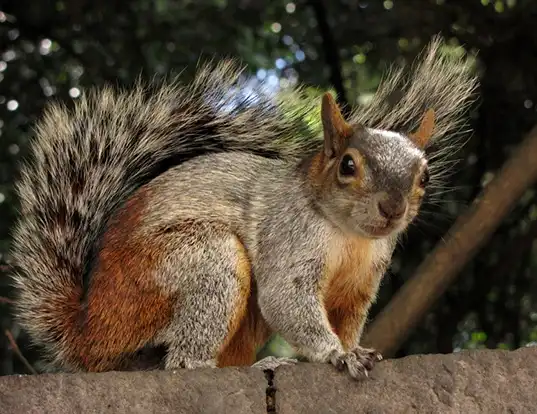 Picture of a red-bellied squirrel (Sciurus aureogaster)