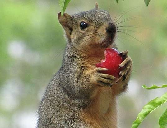 Picture of a eastern fox squirrel (Sciurus niger)