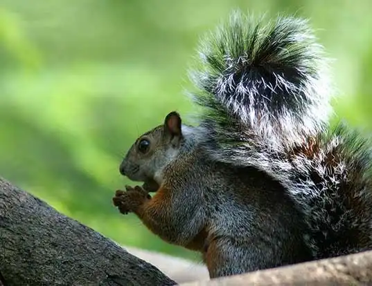 Picture of a variegated squirrel (Sciurus variegatoides)