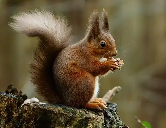 Picture of a eurasian red squirrel (Sciurus vulgaris)