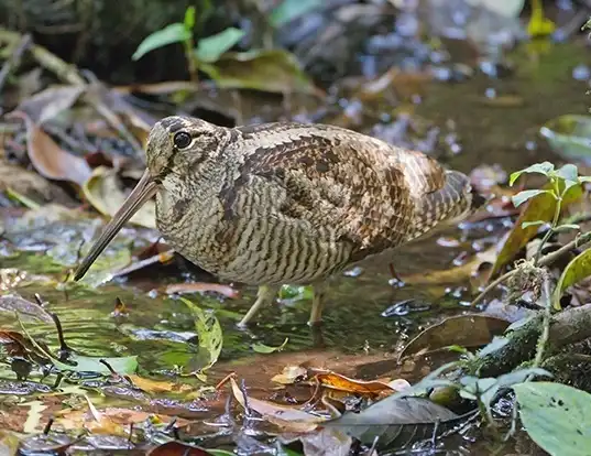 Picture of a eurasian woodcock (Scolopax rusticola)